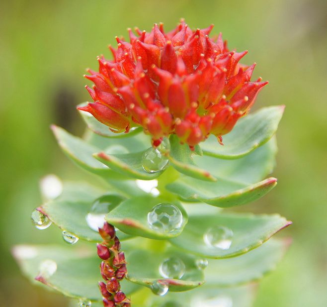 野生灵芝多生长于雅鲁藏布江中下游的米林县境内,这里