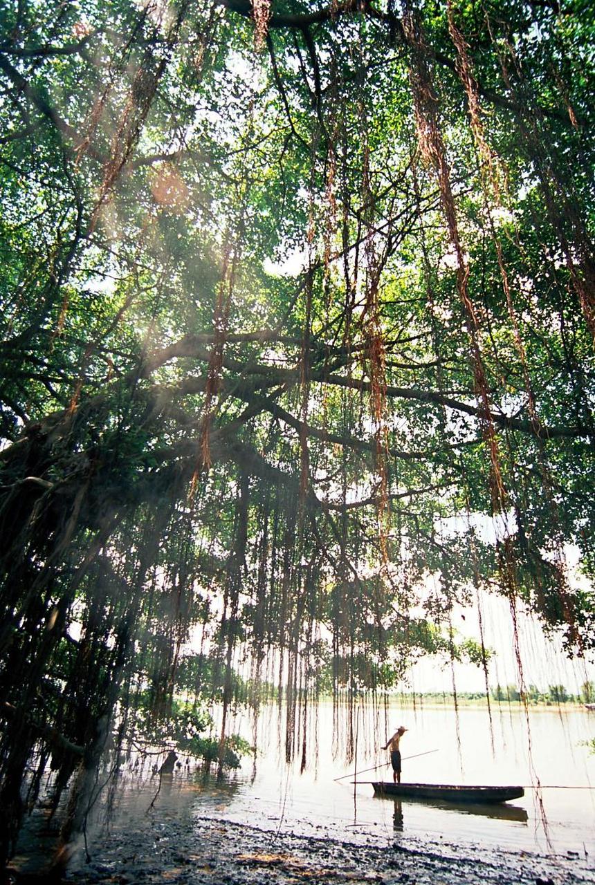 天马河古榕在广东新会县城郊天马村天马河中,在距广州市100公里外的