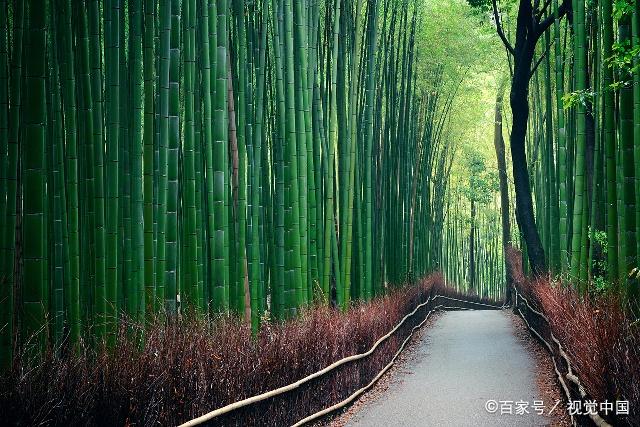 那些有关于的竹子的古诗,你知道吗?(七)