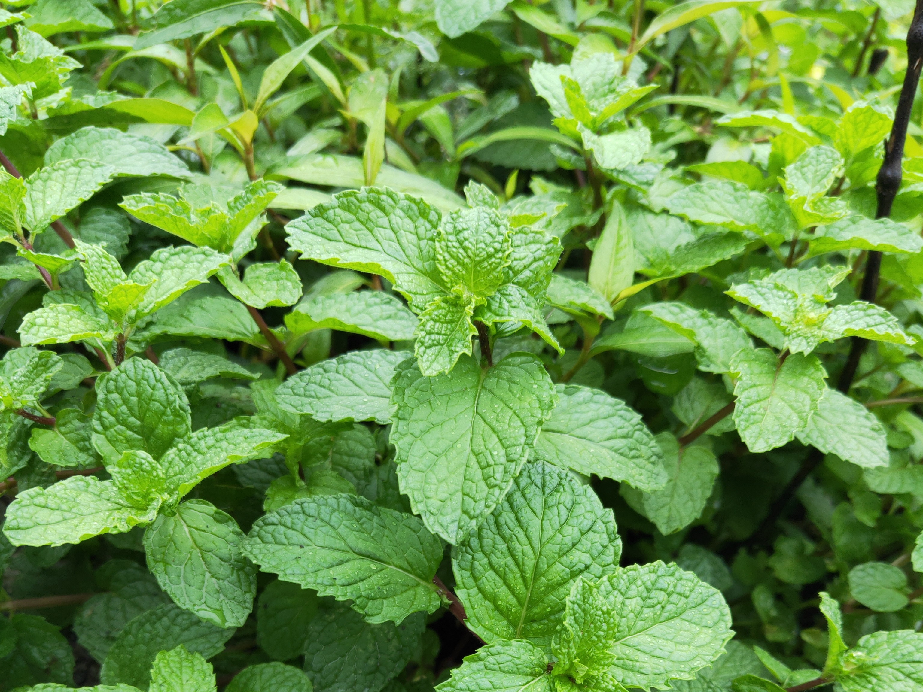 薄荷香 - 热门商品专区