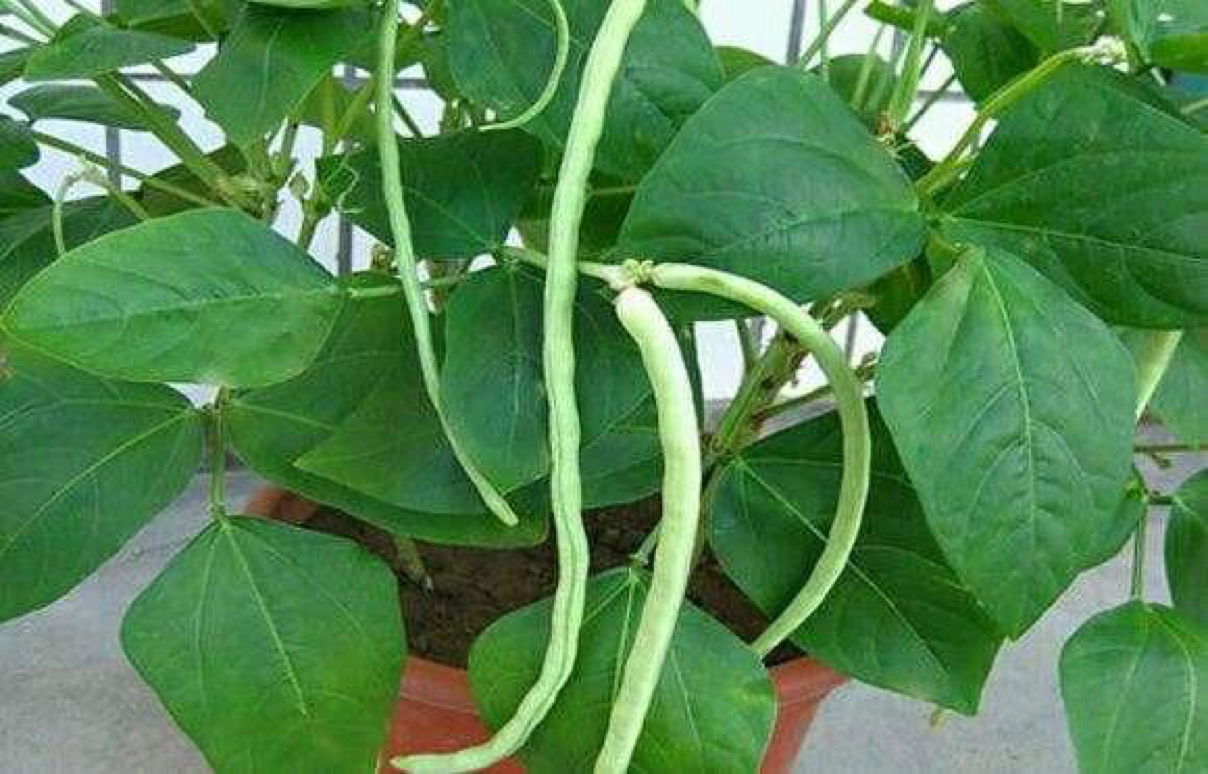 "长豆角"怎么养,一个方法阳台搭架,一根长2米,变成绿门帘