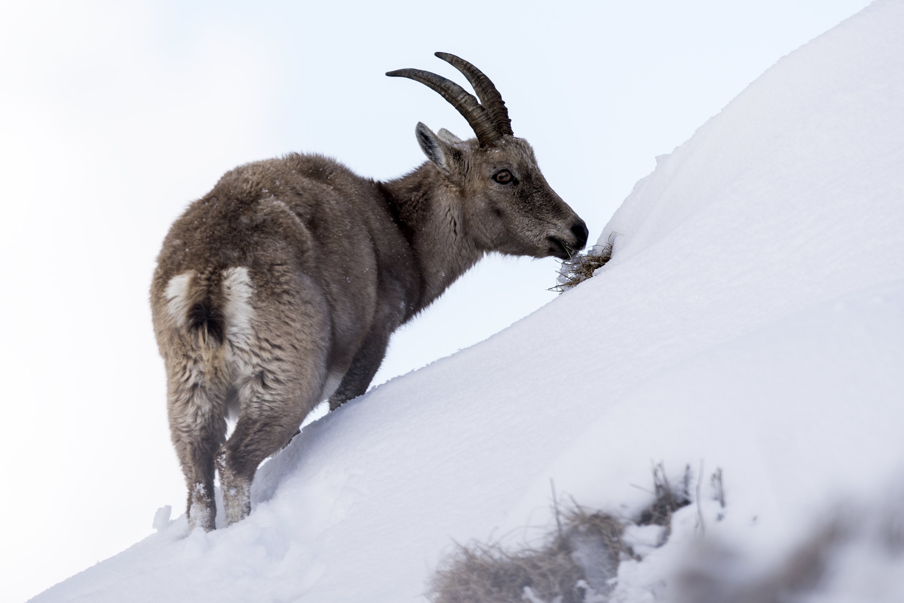 [2](外代二线)阿尔卑斯山羊