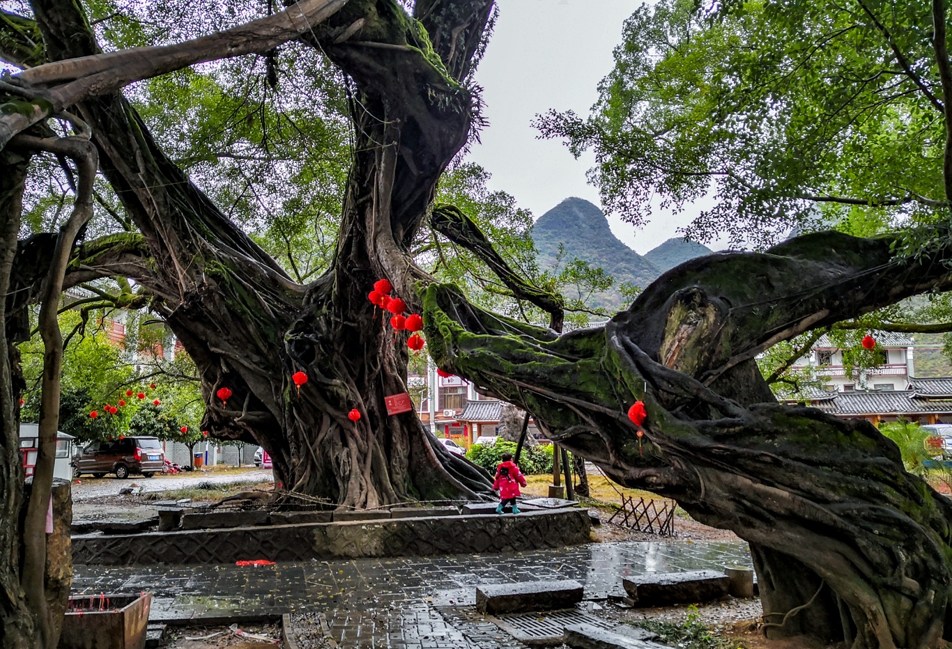 桂林榕津千年古榕