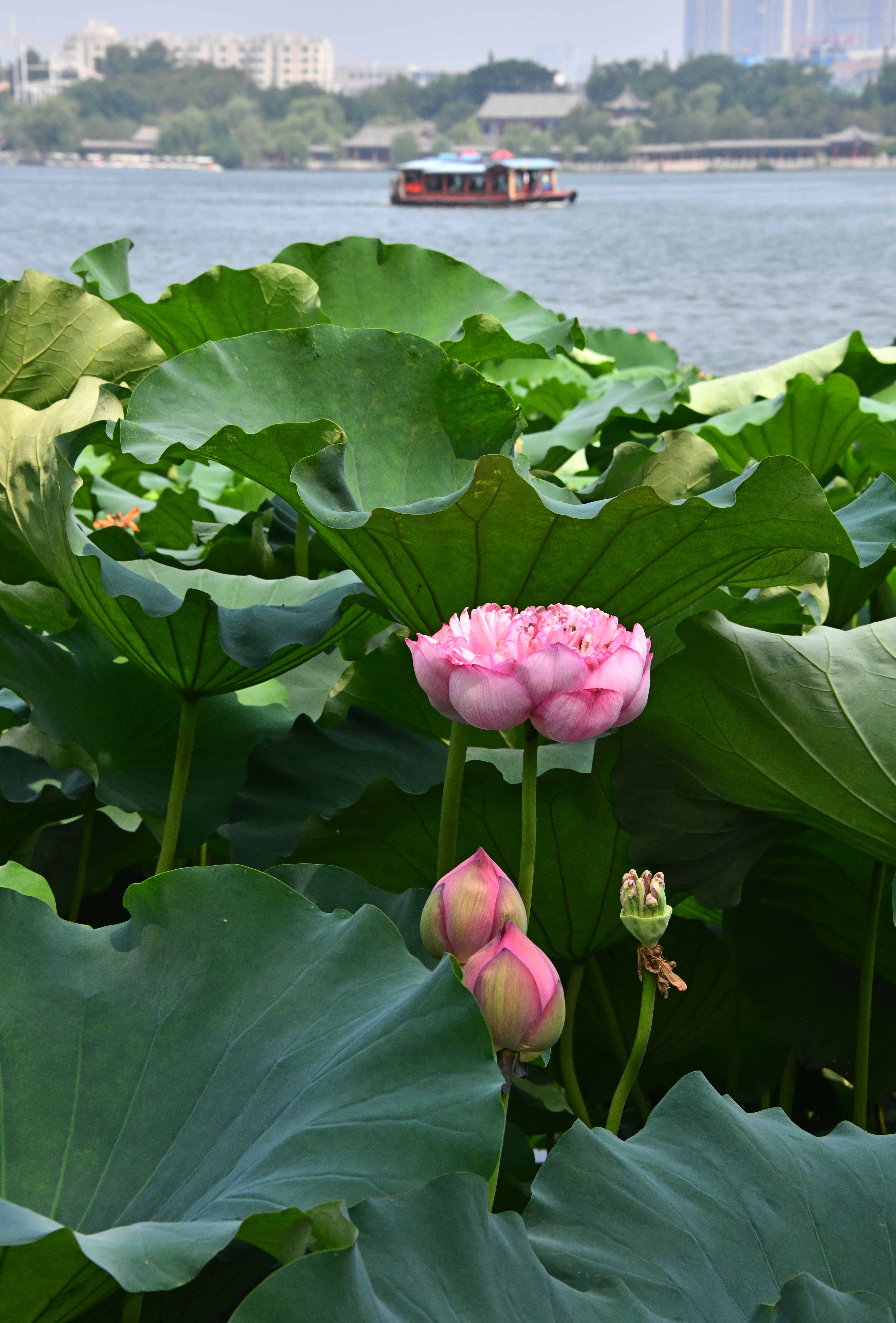 济南大明湖夏日荷花盛开(2)