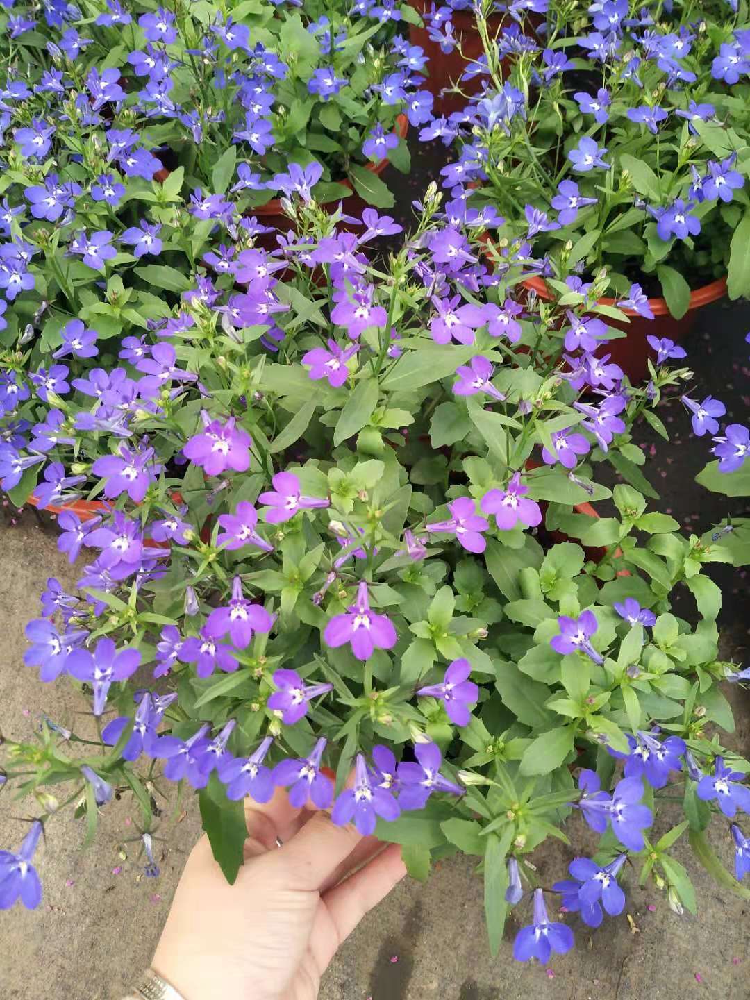 半边莲,开花还是挺漂亮的