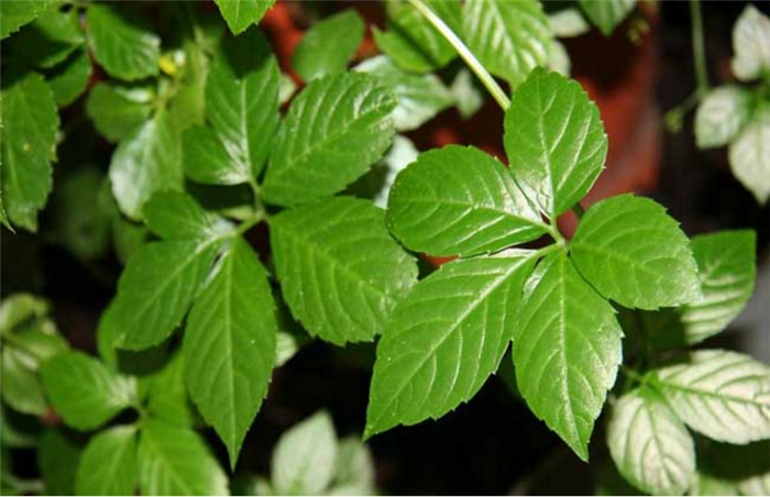 农村植物"七叶参",果子虽然不值钱,但叶子却珍贵,你认识吗?