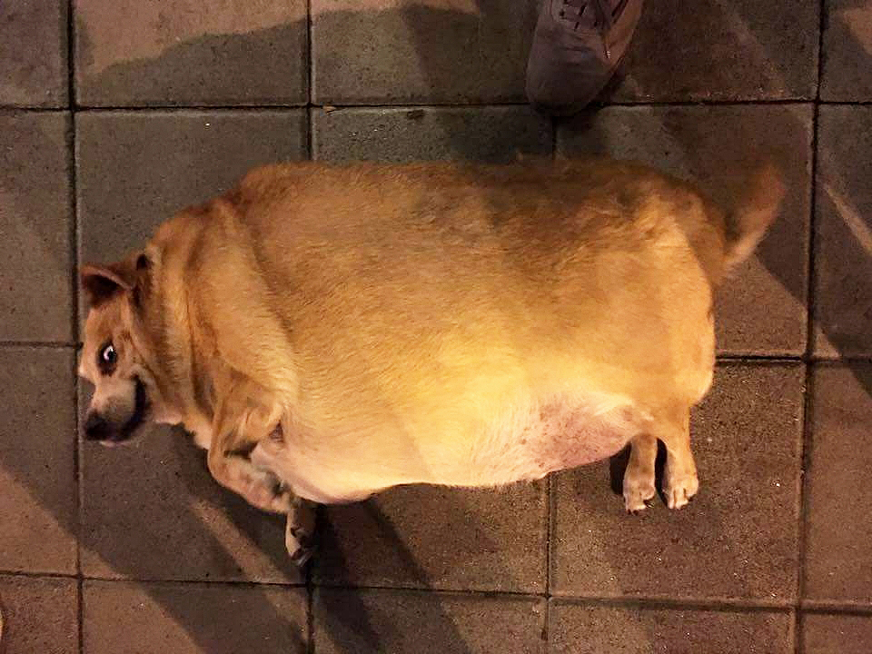 狗胖成猪图片