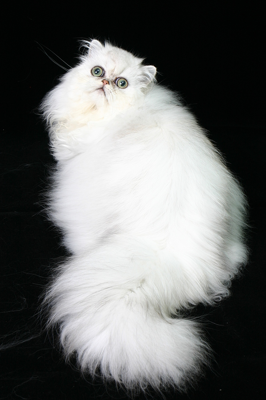 白色长毛,蓝色眼睛和狮子般的外观让它在国内外享有盛誉.