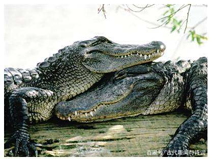 二战时的恐怖事件:日本军队遭受鳄鱼袭击。中国人笑了:解气! 二战时的恐怖事件:日本军队遭受鳄鱼袭击。中国人笑了:解气!