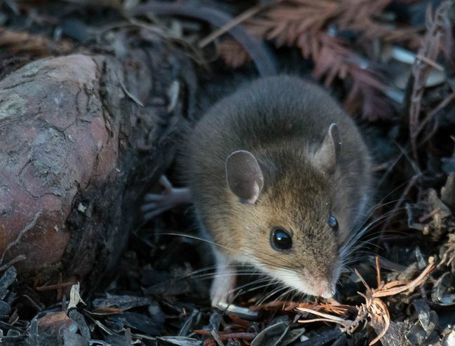 白足鼠你了解吗?看看这些再说话