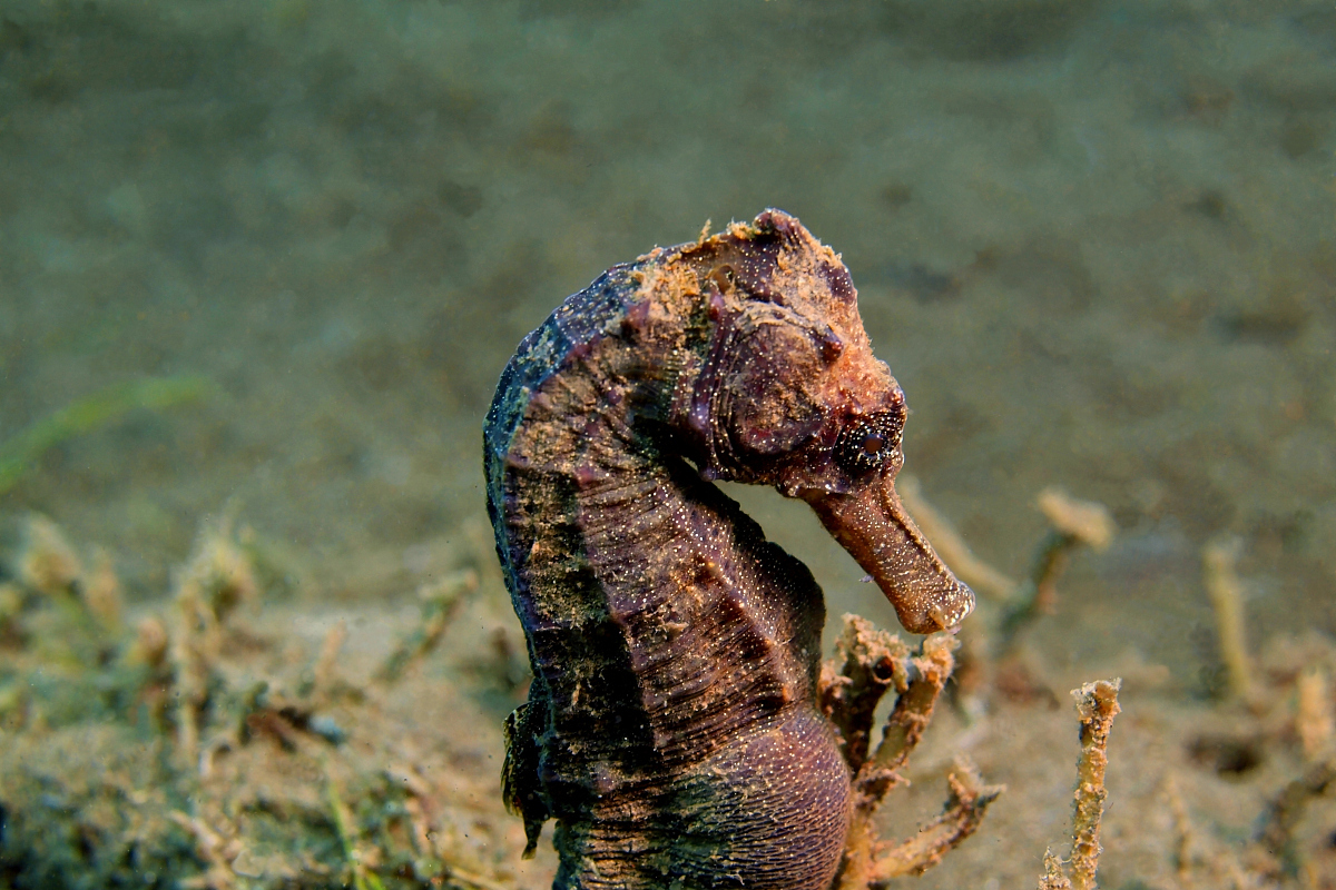 海马是海洋中的神秘居民,拥有独特的魅力和生命力