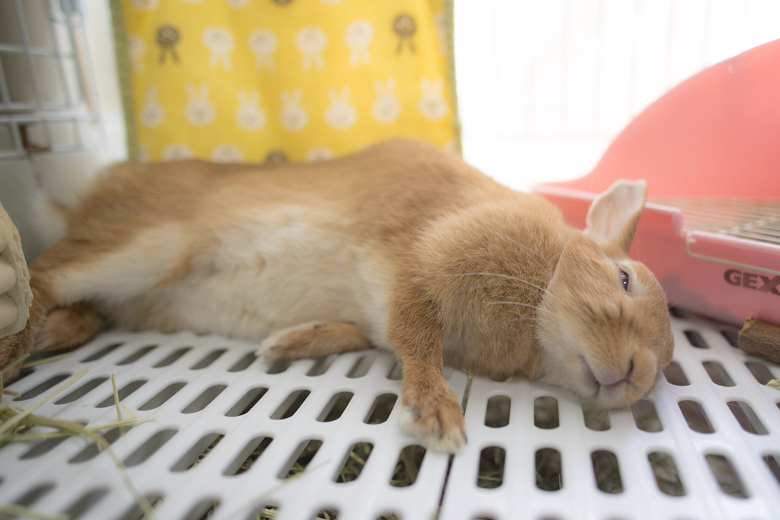兔子睡觉姿势平躺图片
