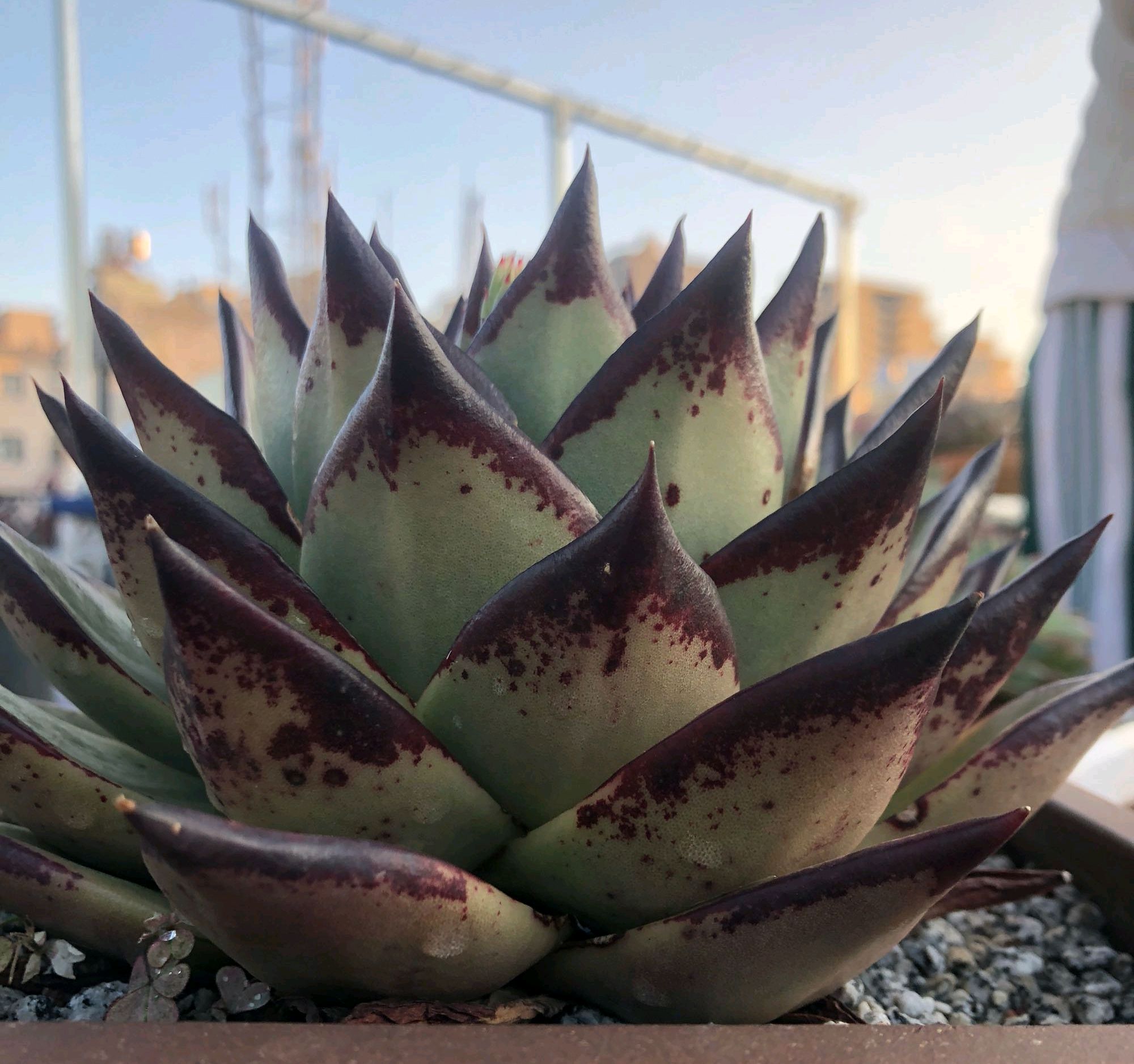 多肉乌木要开花,老司机建议砍,接下来的高温度夏才是关键