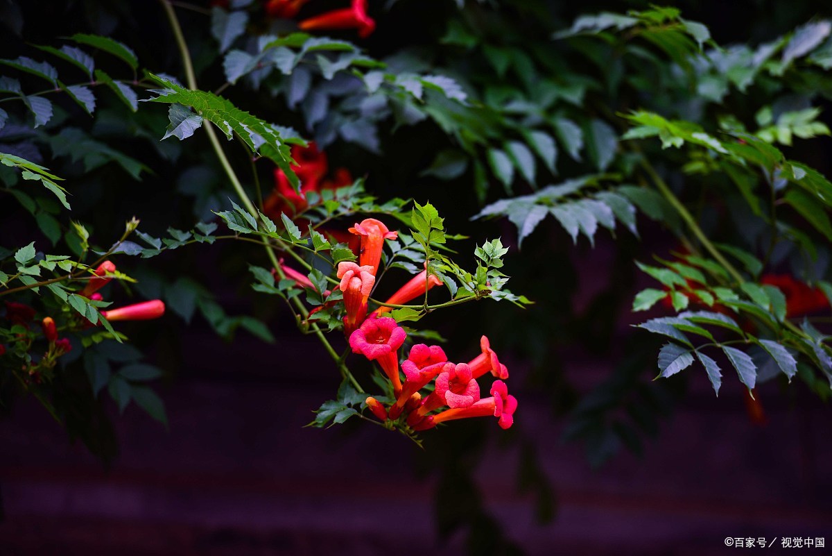 凌霄花 - 热门商品专区