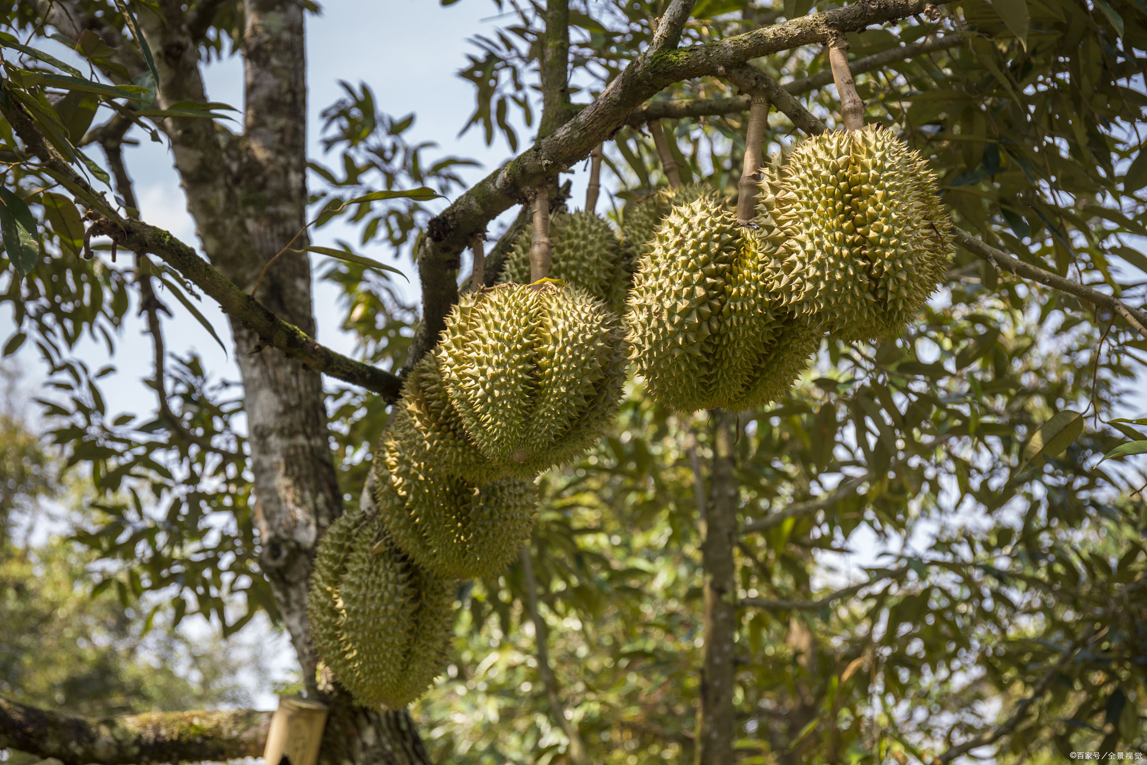 商品专题_榴莲猫山王据统计,榴莲有二百个品种,目前普遍种植的有六十