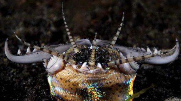 河北男子家中鱼缸藏近1米长食肉虫,奇葩的是两年未曾察觉