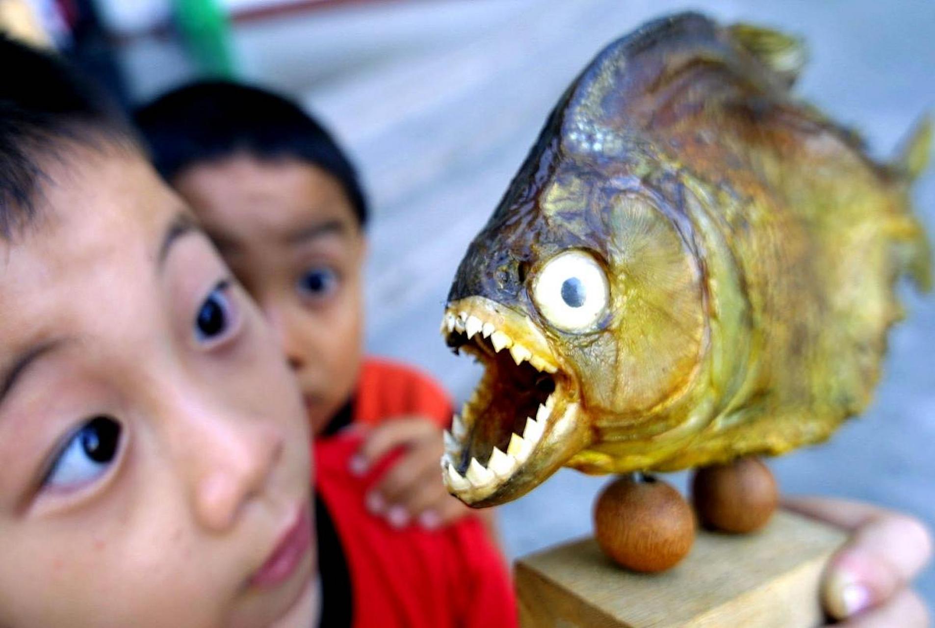 食人鱼有着非常锋利的牙齿,而且性格非常凶狠