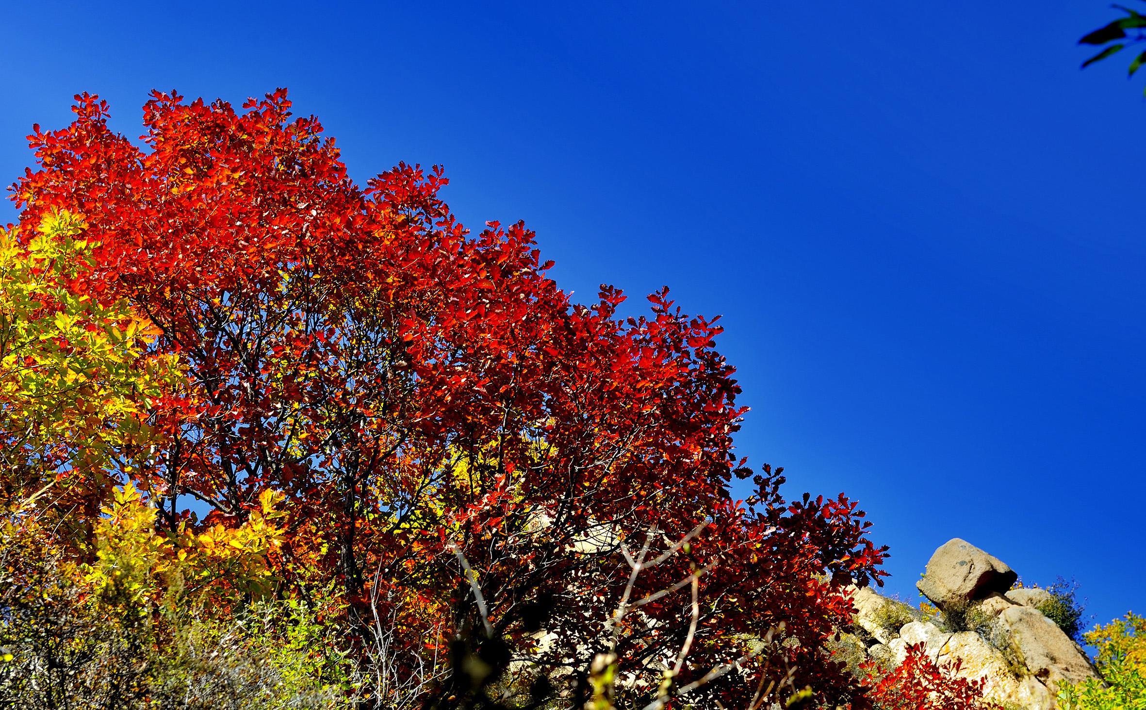 北京香山的枫叶红了,你曾经到过这里吗?真的很漂亮!