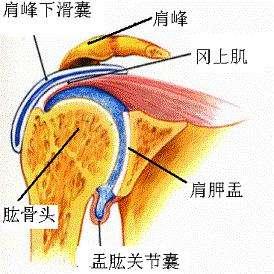 肩峰点怎么找图片