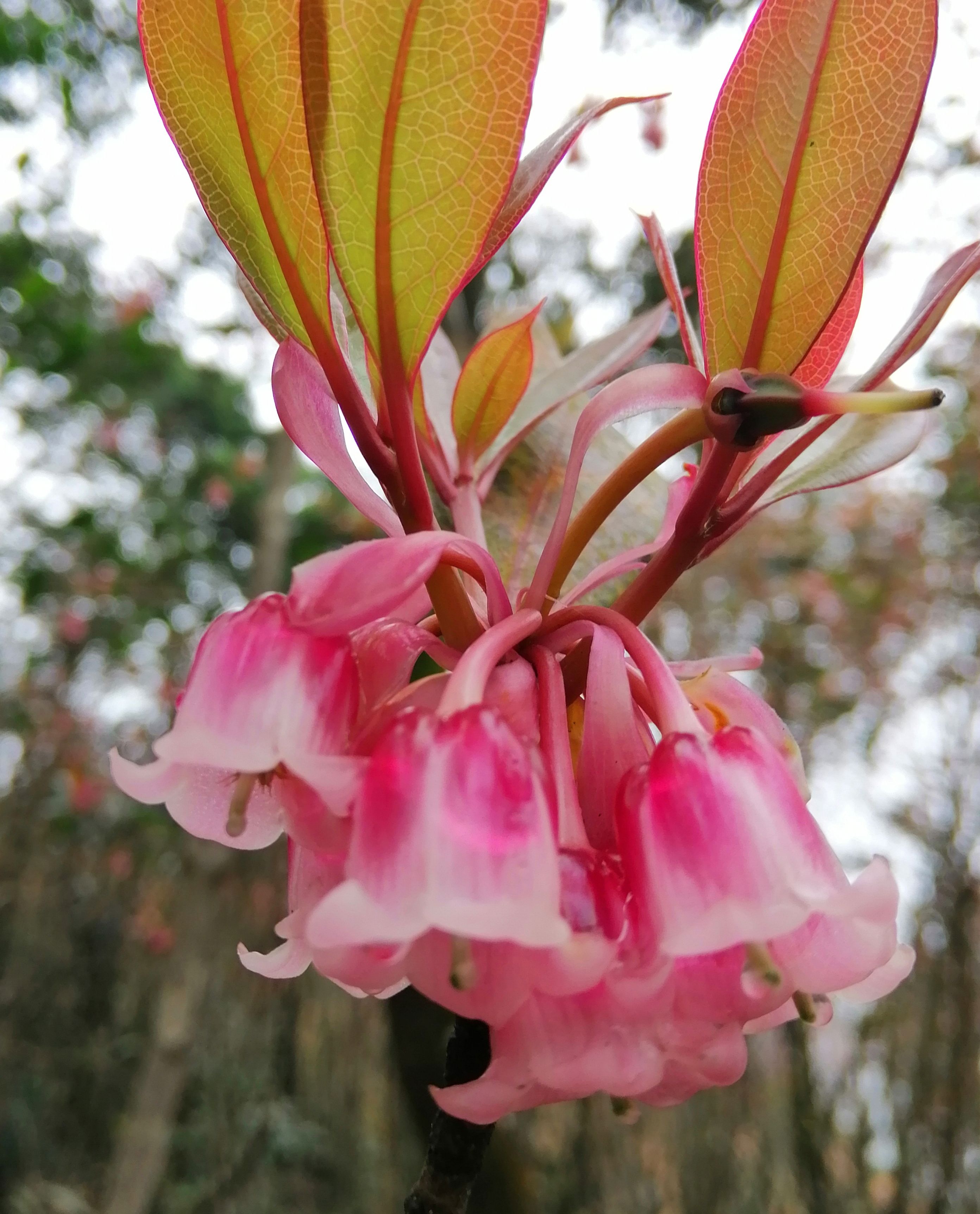 春雨润物,梧桐山的吊钟花更美啦!
