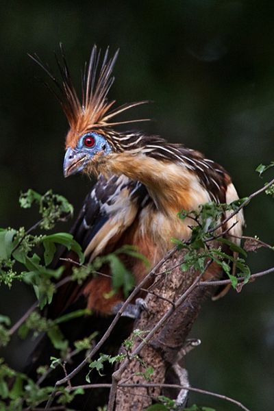 翼上长有爪的麝雉