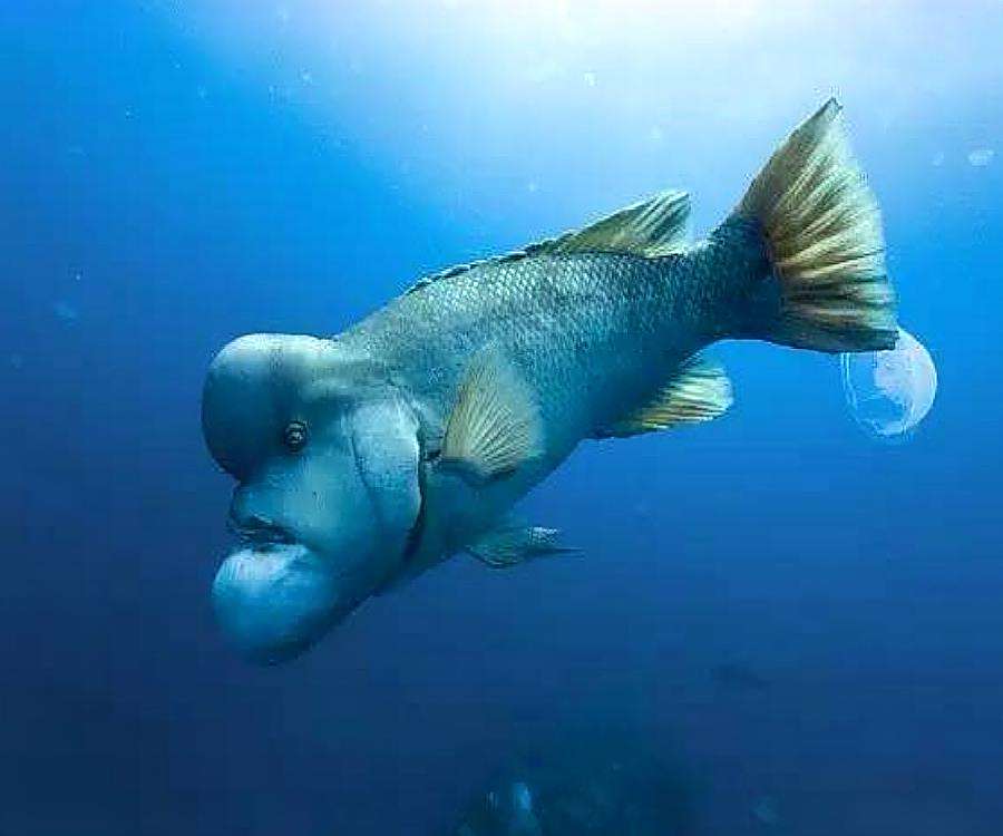 "人面鱼"现身云南景区,吓坏观光游客,网友:可惜不是美人鱼