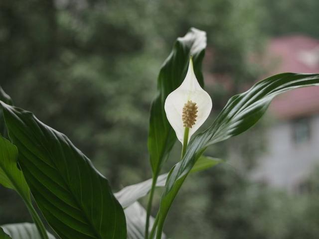 白鹤芋属图片