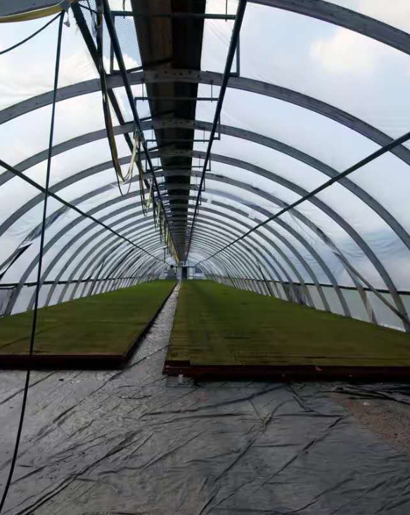 温室中有害气体是怎样产生的呢?以及怎样防治