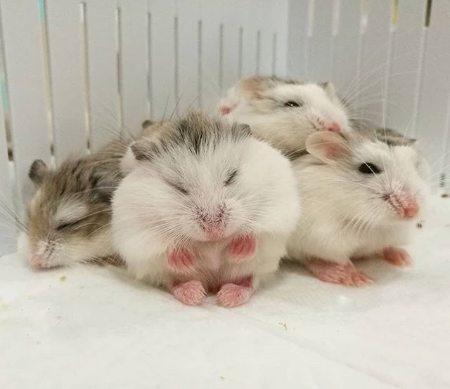 天冷了,挤在一起睡觉暖和些