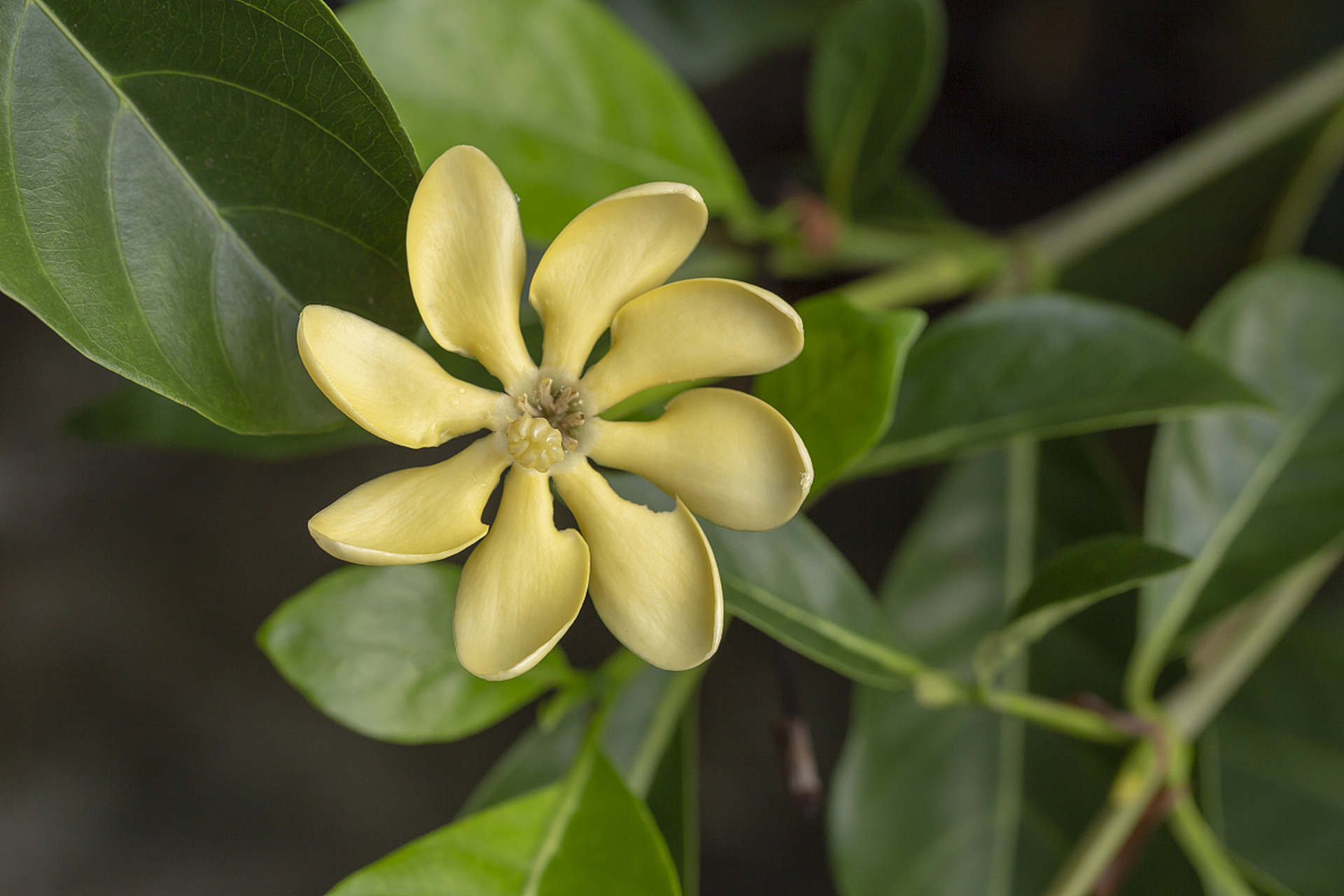 黄果兰的学名是「amherstianobilis」,寓意高贵与美丽.
