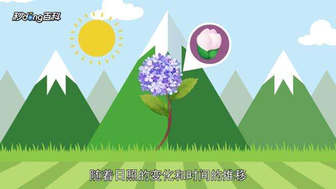 [图]无尽夏：花期从晚春到夏秋绵延不断的花