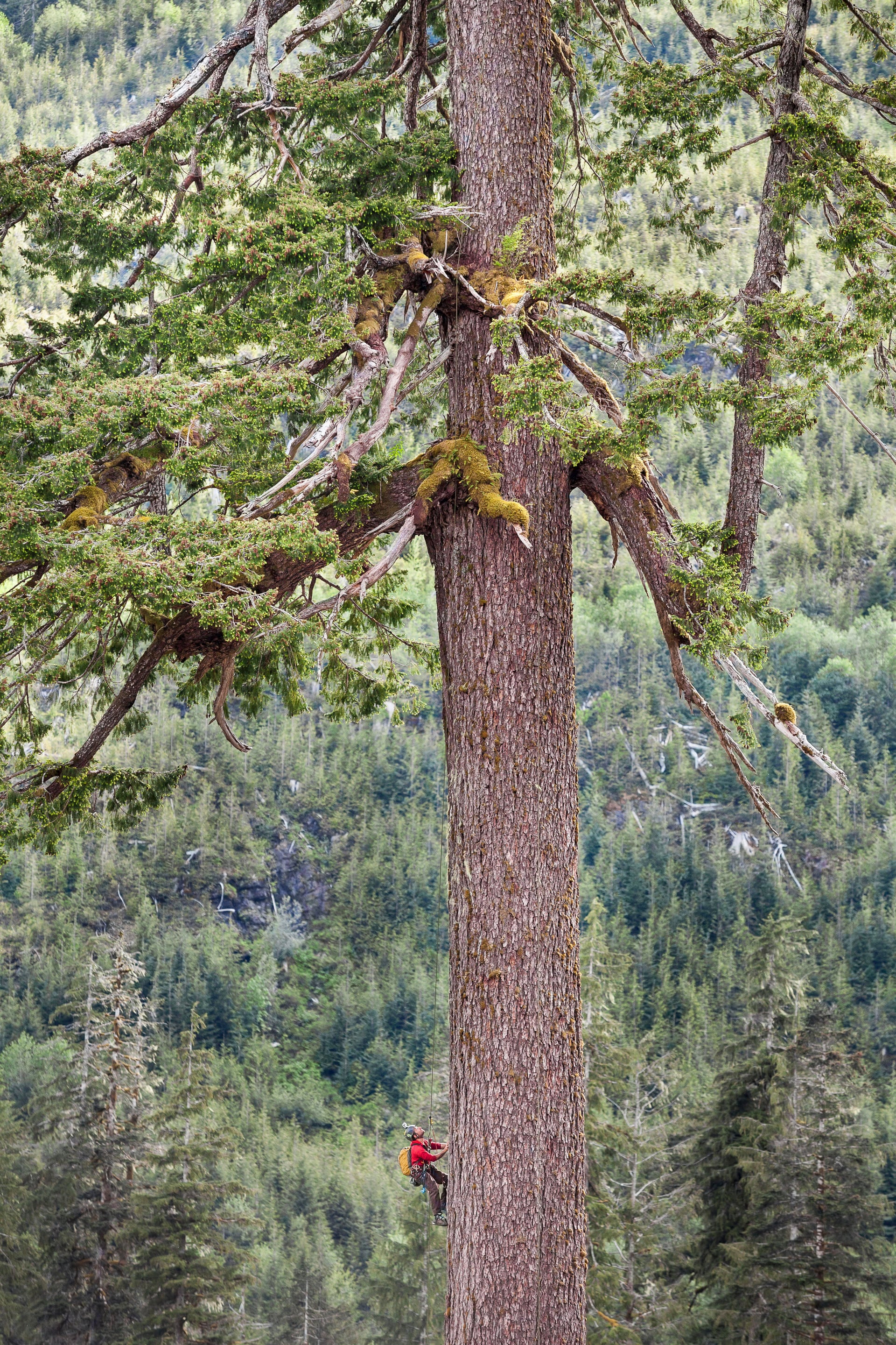 最后的大树:加拿大消失雨林的庄严纪念碑