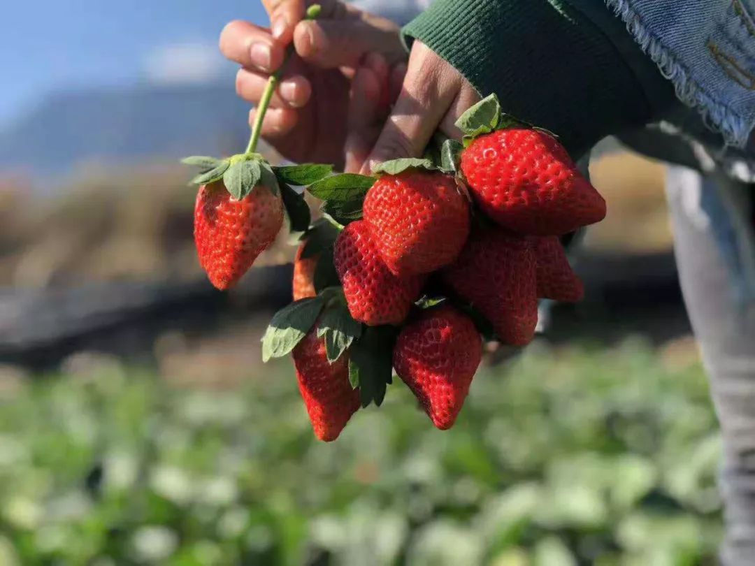 草莓- 热门商品专区