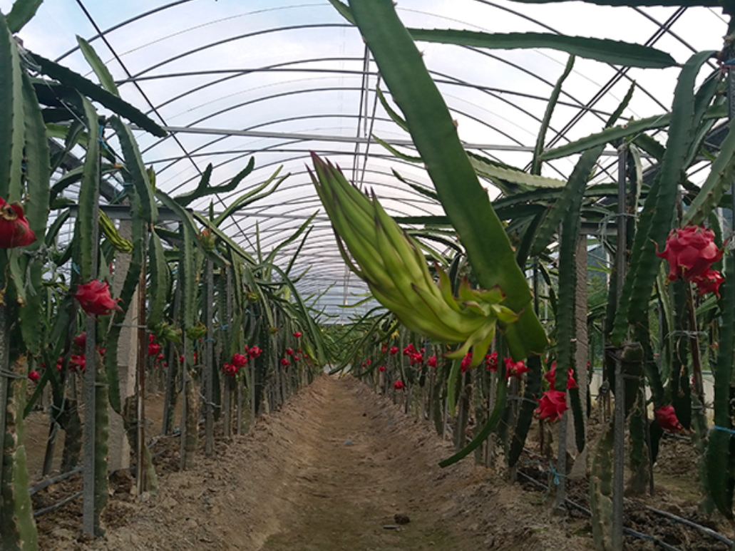 种火龙果怎么种植方法(种火龙果怎么种植方法视频)