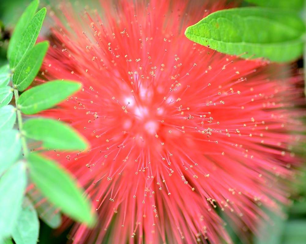 阿婆的红色蒲公英,是无法停留的爱,而我的呢?