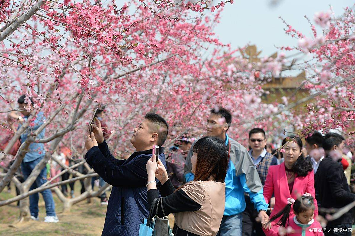 镜头里的春天# 春天游玩,桃花与城墙相映成趣,如画般的场景让人流连