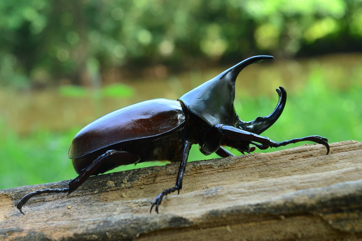 探秘独角仙的生存之道!