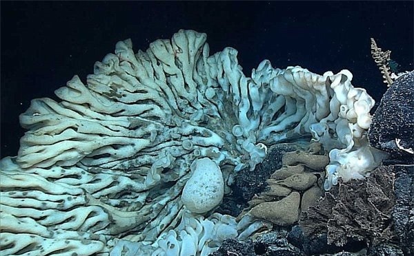 出现在夏威夷海岸的巨型海绵动物,年龄超过一千岁这还是要成精啊