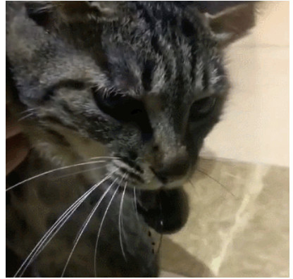 猫咪去抓知了吃,主人让它吐出来,猫:我都多久没吃肉肉了