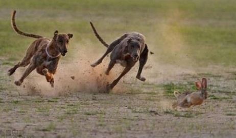 中国细犬—哮天犬的原型,谁说"狗拿兔子"是多管闲事?