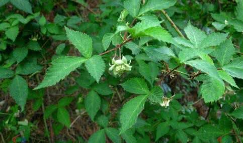 无刺掌叶悬钩子知识科普,这些不能错过,应该让更多人知道!