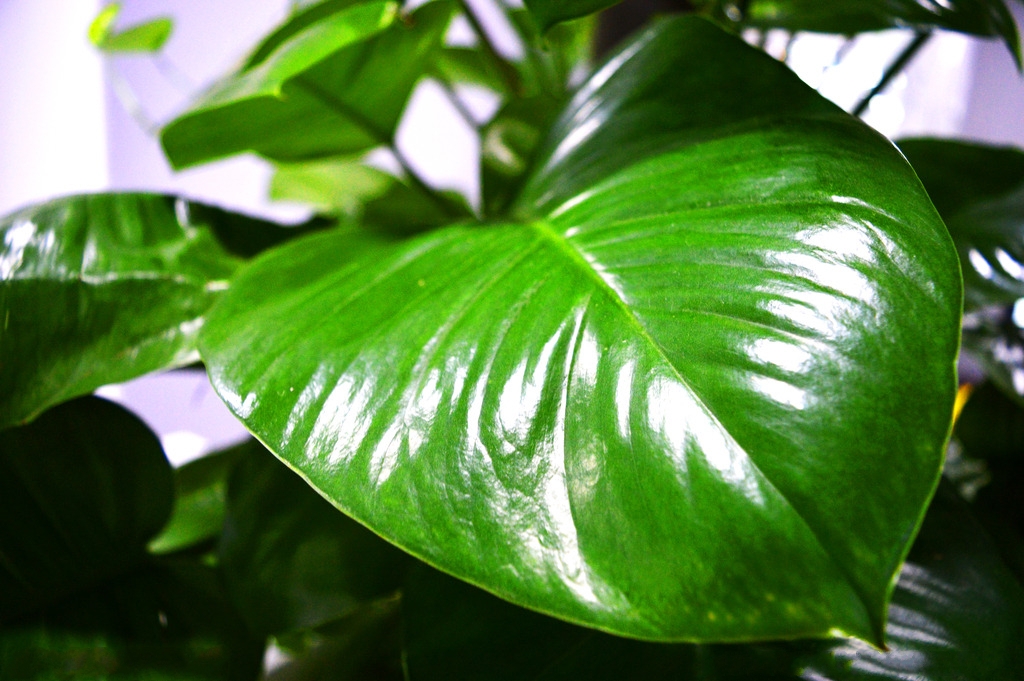 冬季,绿萝的简单养护方法