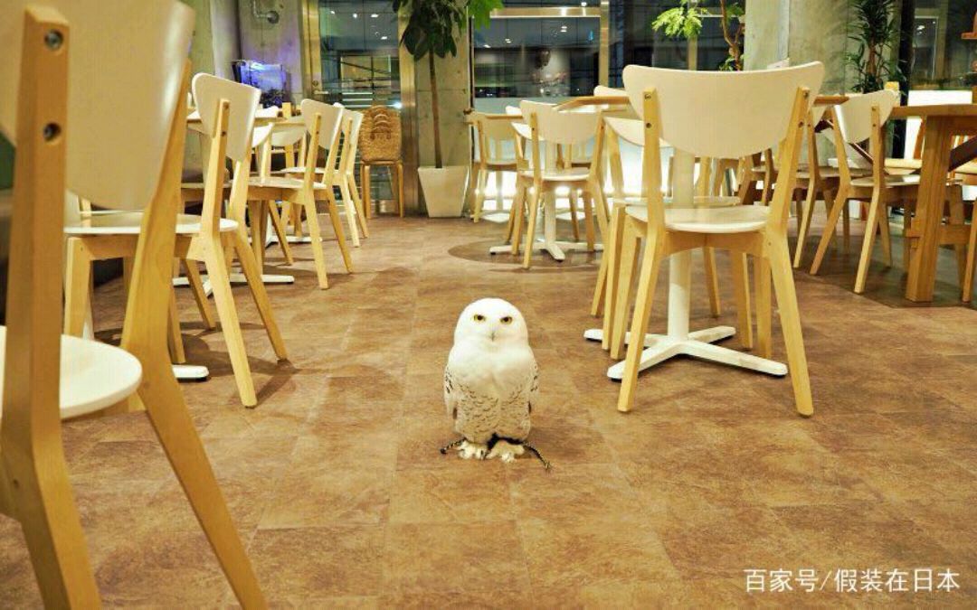 日本最大猫头鹰宠物咖啡屋竟藏在这里