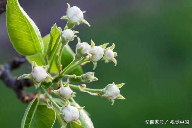 甘棠遗爱《诗经·召南》第五首《甘棠》赏析