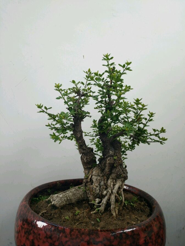 老桩迎春盆景欣赏,造型别致,繁花似锦