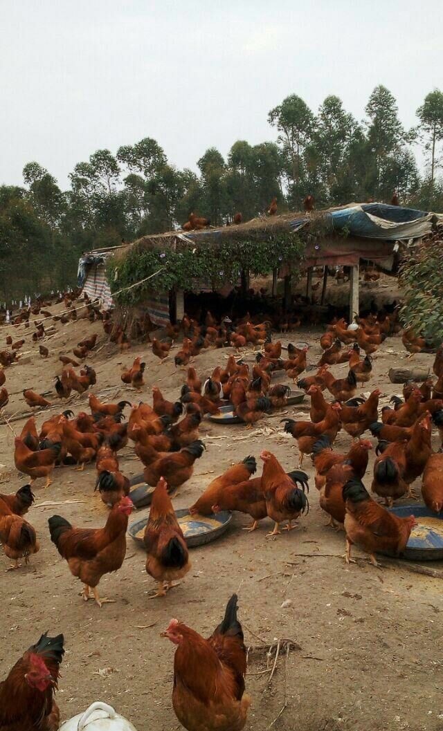 实拍农民林下养鸡 称就像赌博明年外出打工