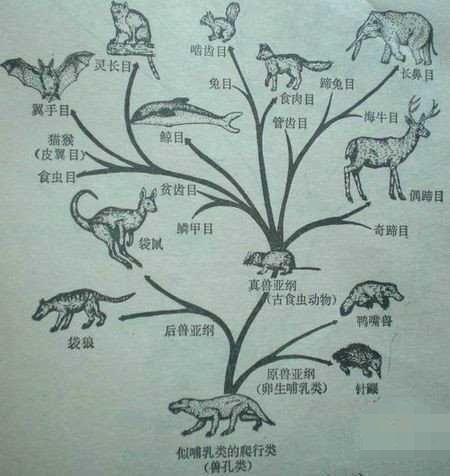 这种别针般大小的动物,可能是所有哺乳动物的祖先,就发现于我国