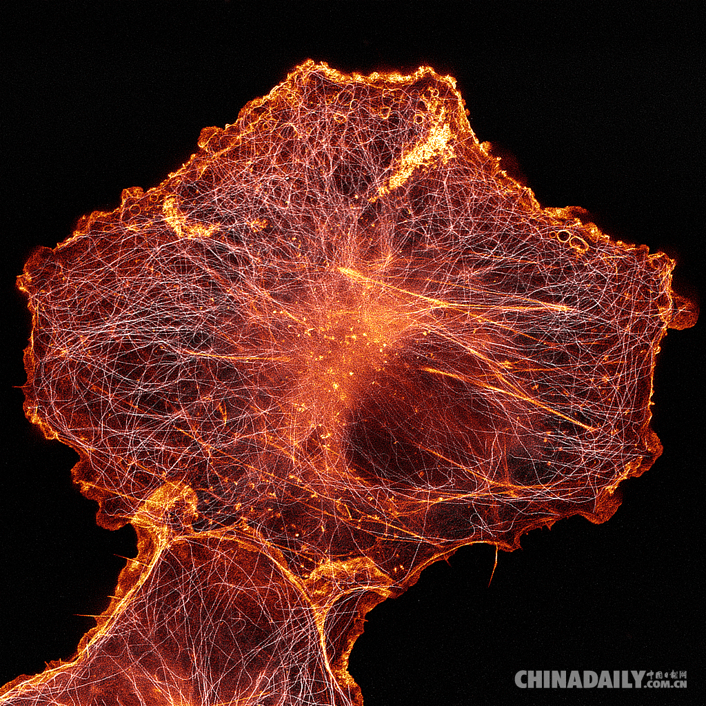 揭秘微观世界隐藏之美!"2018小世界微距摄影大赛"获奖作品公布