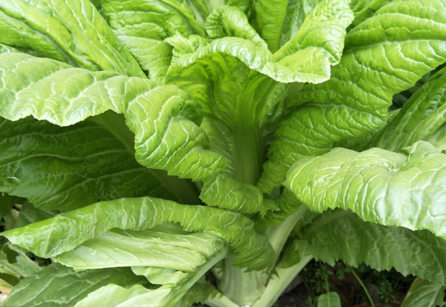 这种棒棒菜知道的人不多,味道非常美味,你有吃过这样的蔬菜吗?