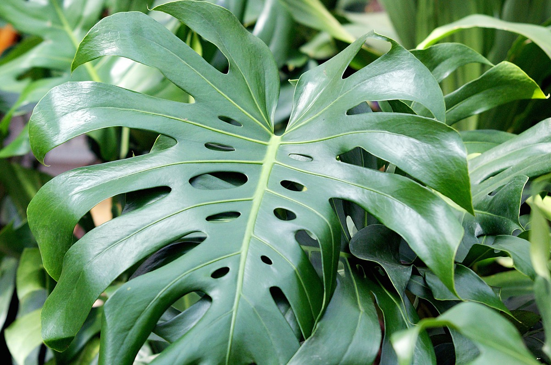 养龟背竹对人的好处主要有以下几点:1.